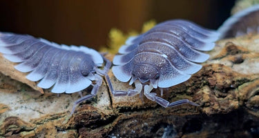 Porcellio werneri (Greek Shield Isopod) - Isopods For Sale UK | PostPods
